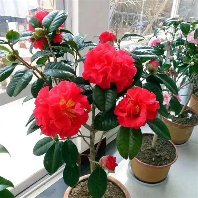 帕克斯先生茶花 哈罗德茶花 大花深红色 大红山茶花 云杂茶花
