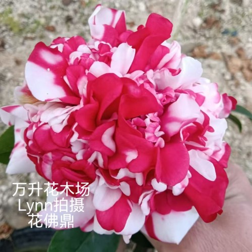 花佛鼎茶花 佛鼎茶 花鹤鼎 夺金 十大名花之一 - 封面
