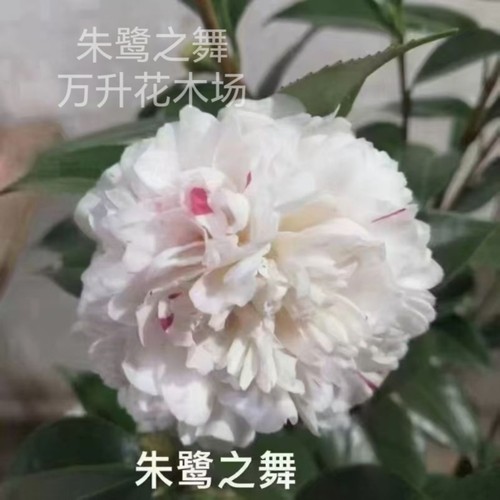 朱鹭之舞茶花 拉切尔茶花新品种 维和之荣 牡丹花型白底茶花