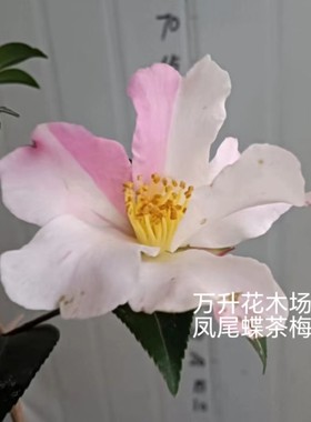 凤尾蝶茶梅 单瓣茶梅 梦 上羽飞鸟 有希茶梅
