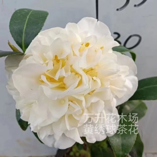 黄绣球茶花 高端盆栽茶花 黄色茶花 黄海内宝珠
