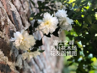 富士之峰茶梅白色茶梅白茶梅盆栽茶梅白色花