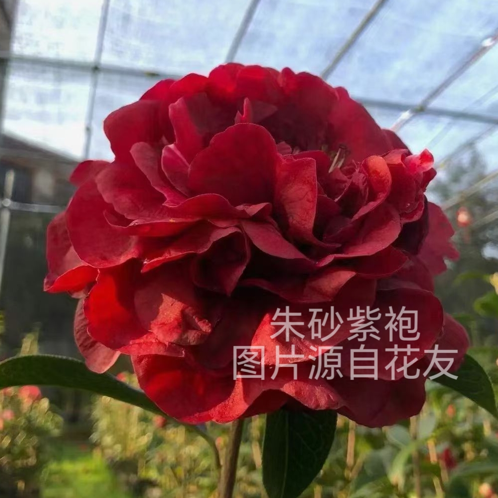 朱砂紫袍茶花 高端盆栽茶花 紫砂胭脂