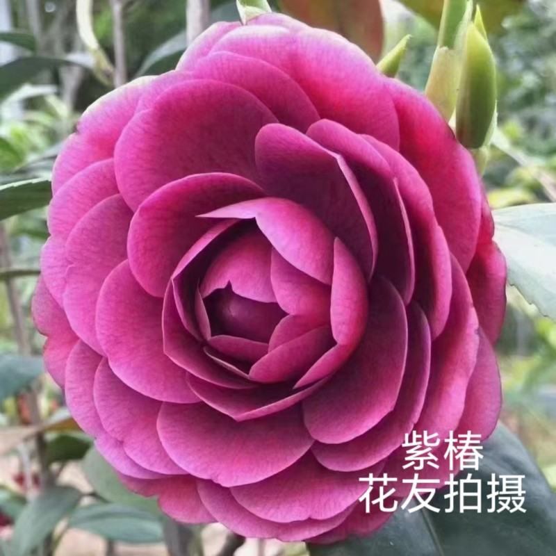 紫椿茶花 名贵茶花盆栽