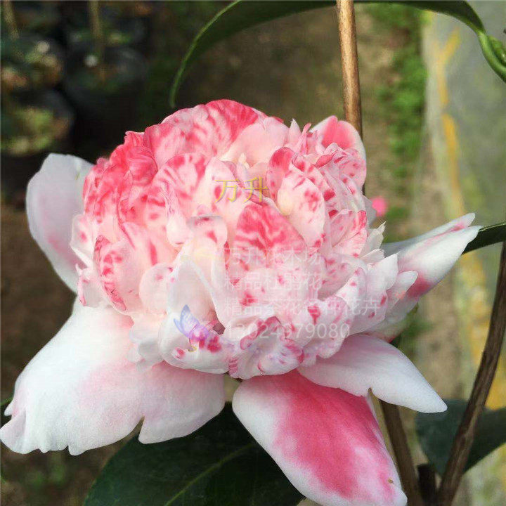 彩虹天使茶花 志愿者茶花 复色茶花 玉天使茶花盆栽稀缺山茶花