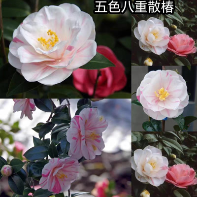 粉十样锦茶花 名贵品种 五色八重散椿