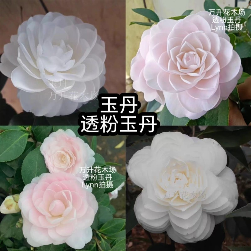 玉丹 白色赤丹茶花 透粉玉丹茶花新品名贵茶花