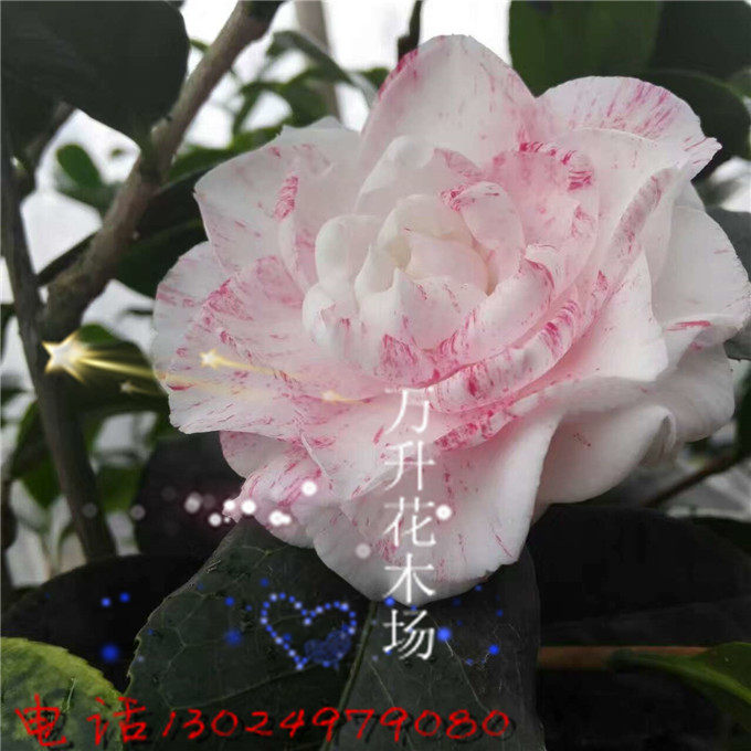 台湾茶花 干贝利茶花 红色带白色多种状态 十分迷人又称红尘飞舞