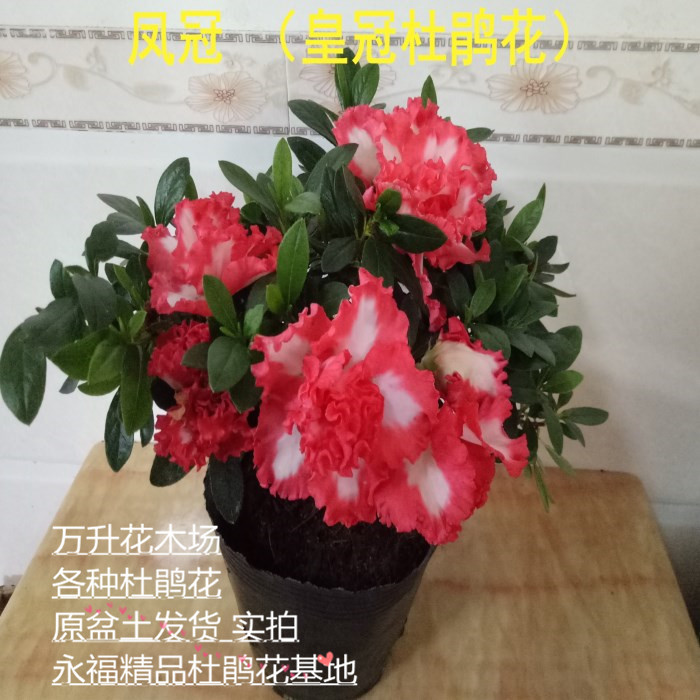 凤冠杜鹃花 皇冠杜鹃花 王冠杜鹃花 红双喜杜鹃花