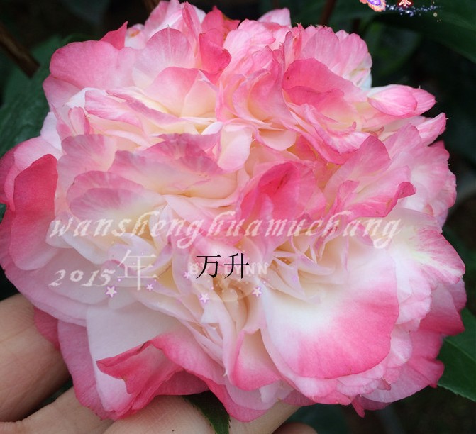 奴酒宝石茶花新品种宝石般高贵绣球型蓝粉红色乔治贝尔粉玲珑茶花