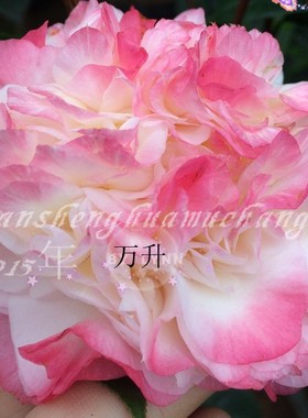 奴酒宝石茶花新品种宝石般高贵绣球型蓝粉红色乔治贝尔粉玲珑茶花