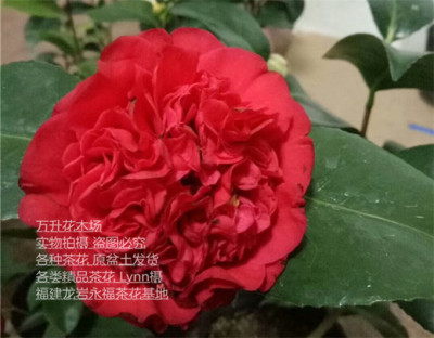 火瀑布茶花 红山茶 盆栽茶花 红色喜庆茶花 绯爪芙蓉 南蛮红