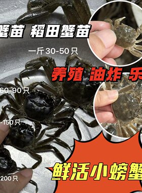 大闸蟹苗河蟹苗盘锦蟹苗全母蟹苗小螃蟹养殖高产蟹苗扣蟹种苗