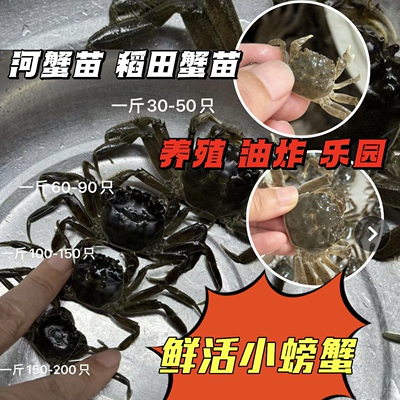 大闸蟹苗河蟹苗盘锦蟹苗全母蟹苗小螃蟹养殖高产蟹苗扣蟹种苗