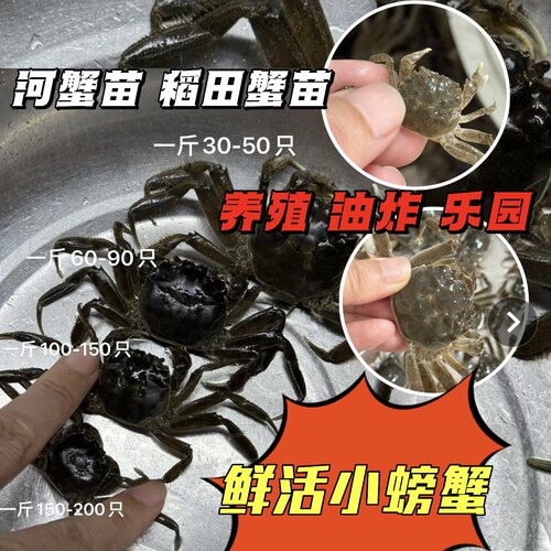 大闸蟹苗河蟹苗盘锦蟹苗全母蟹苗小螃蟹养殖高产蟹苗扣蟹种苗