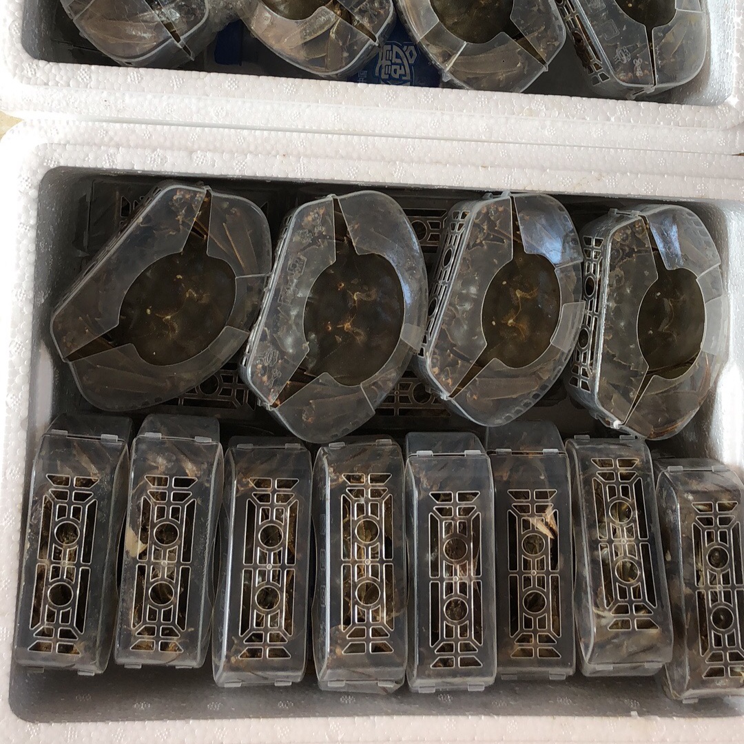 盘锦鲜活礼盒大闸蟹顺丰包邮