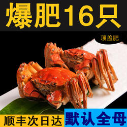 16只盘锦河蟹鲜活特大全母2两稻田螃蟹 保肥大闸蟹活蟹顺丰礼盒