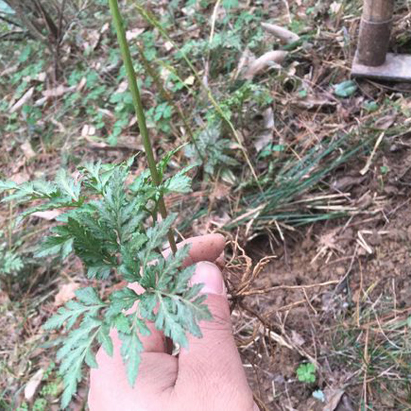 泰顺中草药野生药材新品小春花蛇不见大脚容易阴地蕨独脚金鸡100g