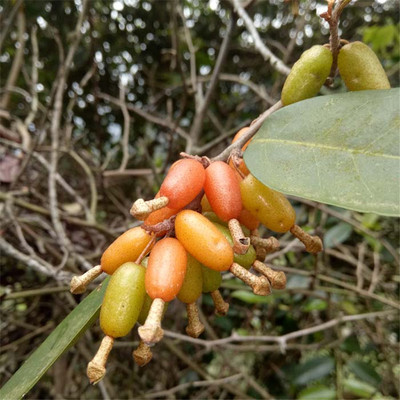 泰顺中草药滋菇根胡秃子蒲颓子半含雀儿酥甜棒子牛奶子胡颓子500g