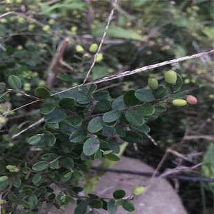 泰顺中草药野生铁包金打枪子花迷巧刚老鼠耳小叶黄鳝藤乌龙根500g