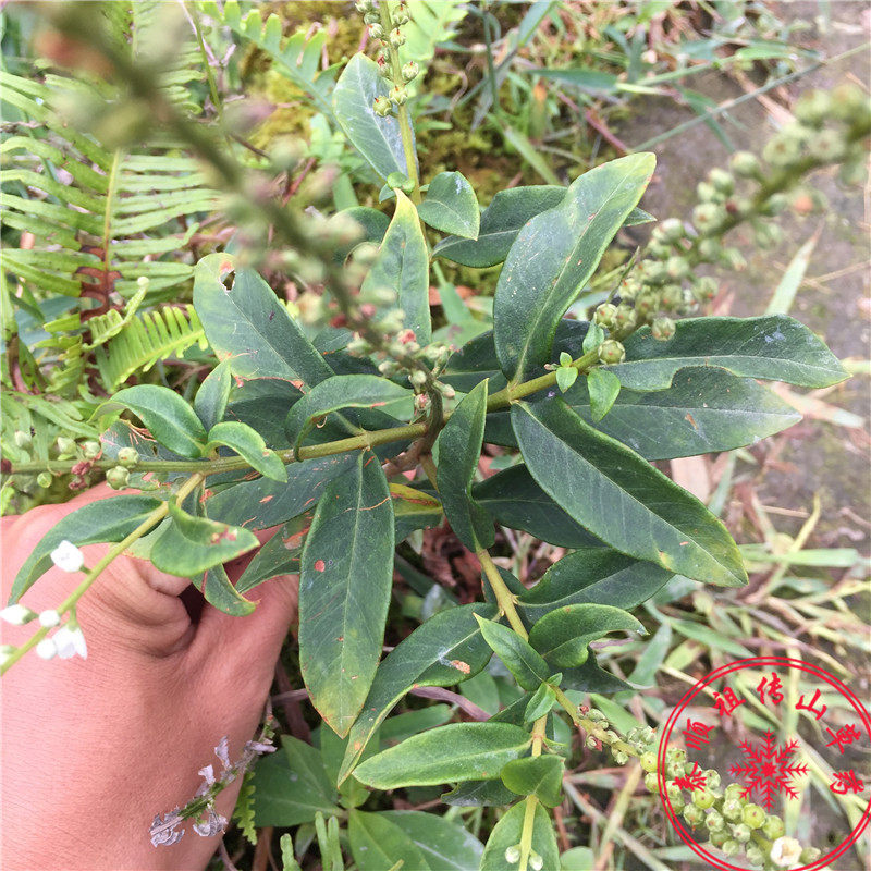 泰顺草药红军草星宿菜泥鳅菜大田基黄红根草珍珠菜红头绳干250g
