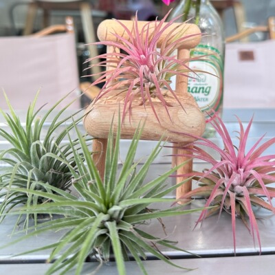 空气凤梨懒人无土水植物办公室精灵美杜莎章鱼摆件小盆栽桌面绿植