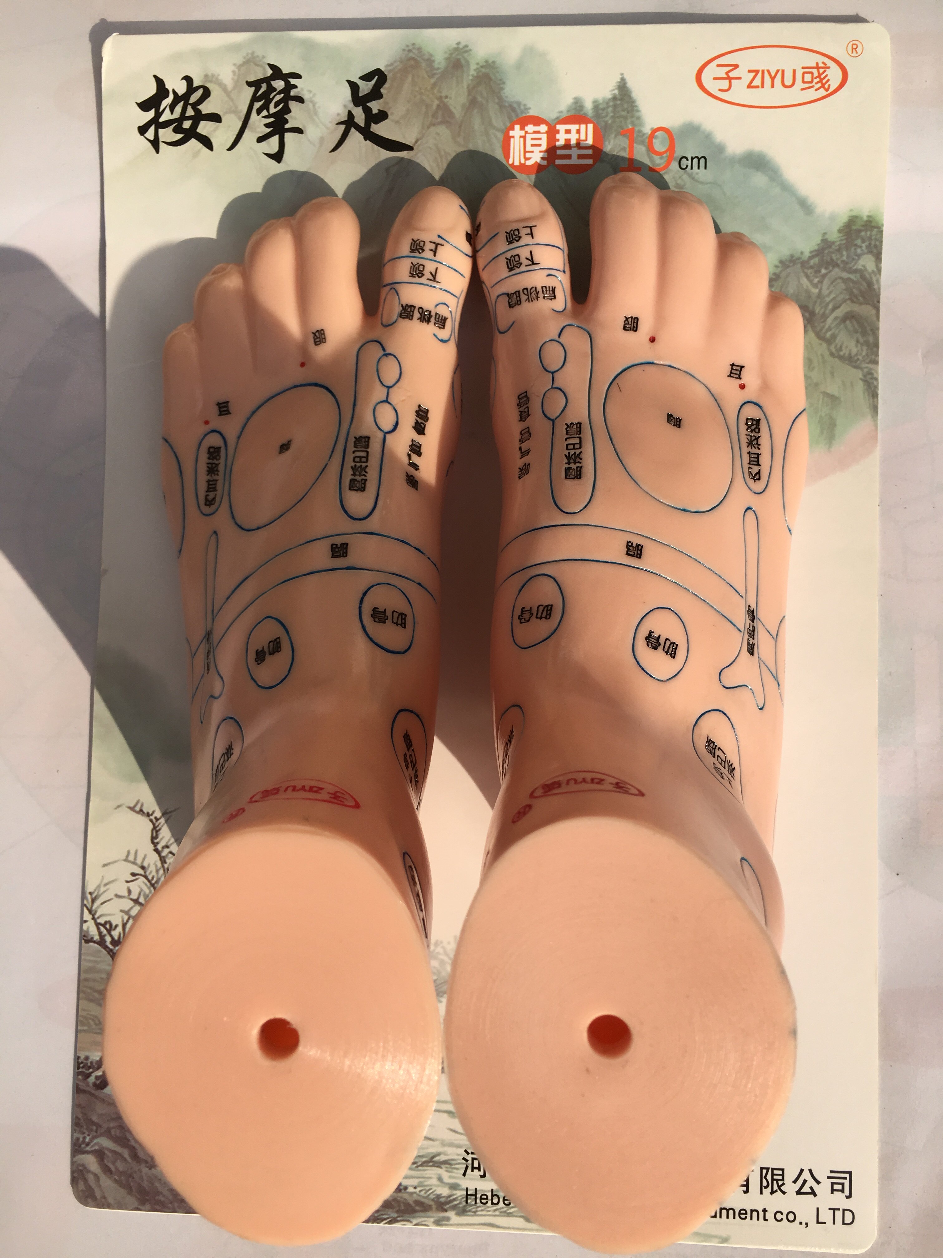 足部按摩足模型反射区足底双脚人体穴位针灸模型图足疗脚模具