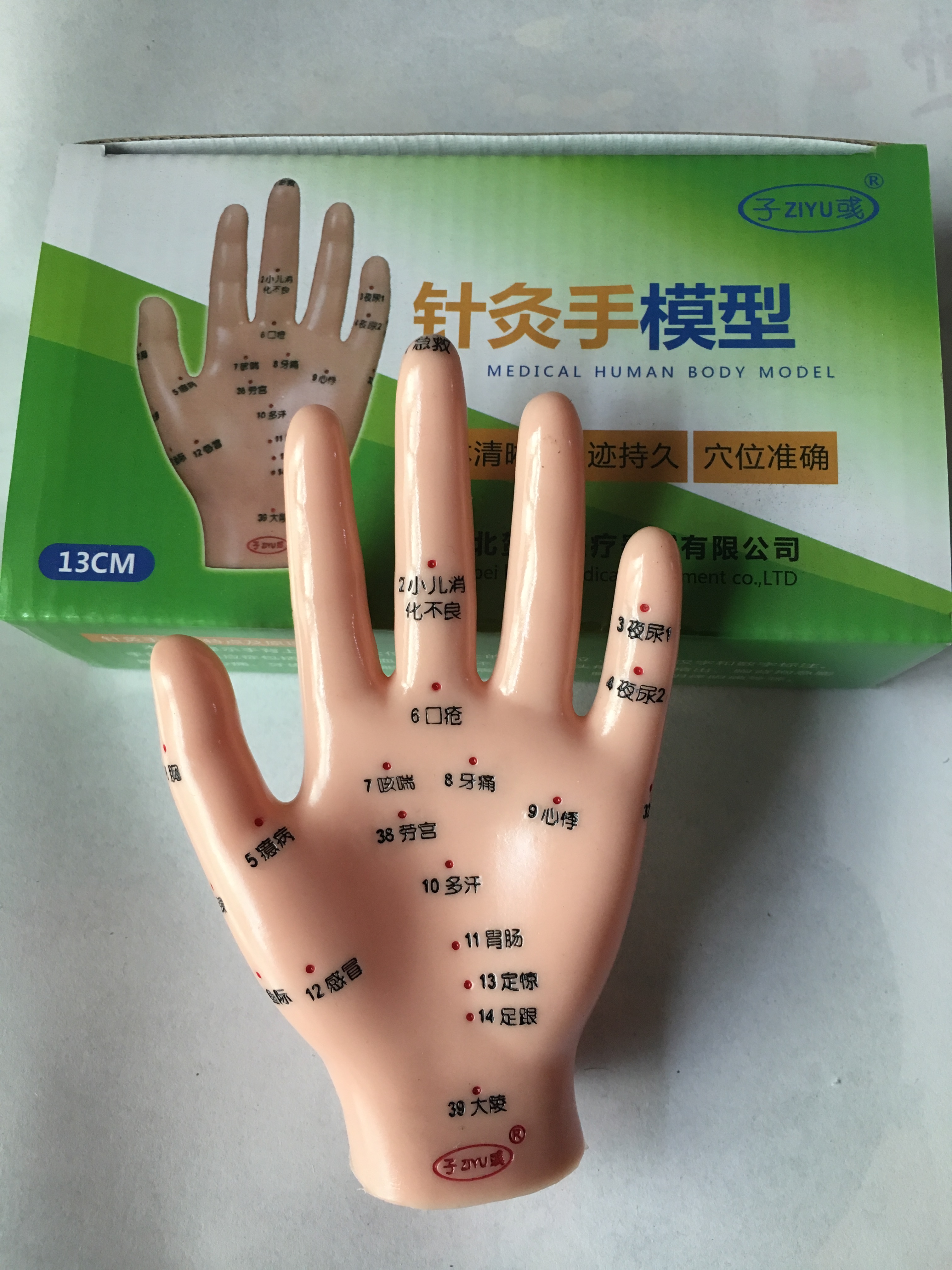 按摩手模型人体手模型针灸模型男女穴位模型经络针灸中医穴位手图