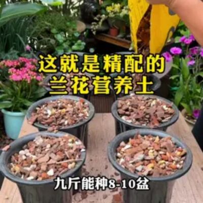 兰花君子兰蝴蝶兰专用颗粒土
