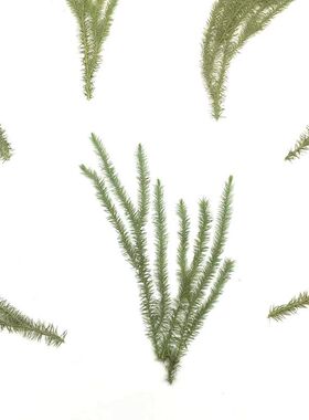 伸筋草石松干花书签贺卡