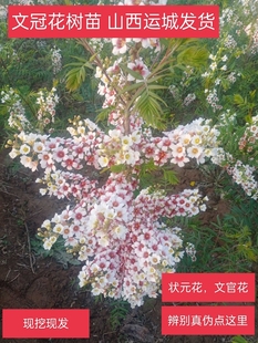 正宗文冠花树苗状元 花大树山西文官花树文冠红花树苗文冠树苗