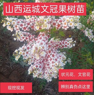 文冠花树苗状元花大树文冠果树苗文官花红花树苗庭院文冠盆栽老桩