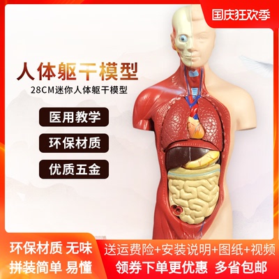 大脑心脏躯干模特拆卸解剖模型