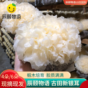 辰颐物语福建古田新鲜白木耳湿鲜活银耳雪耳6朵盒装糯非干货本草