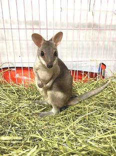 迷你袋鼠圆盾袋鼠宠物家养幼崽