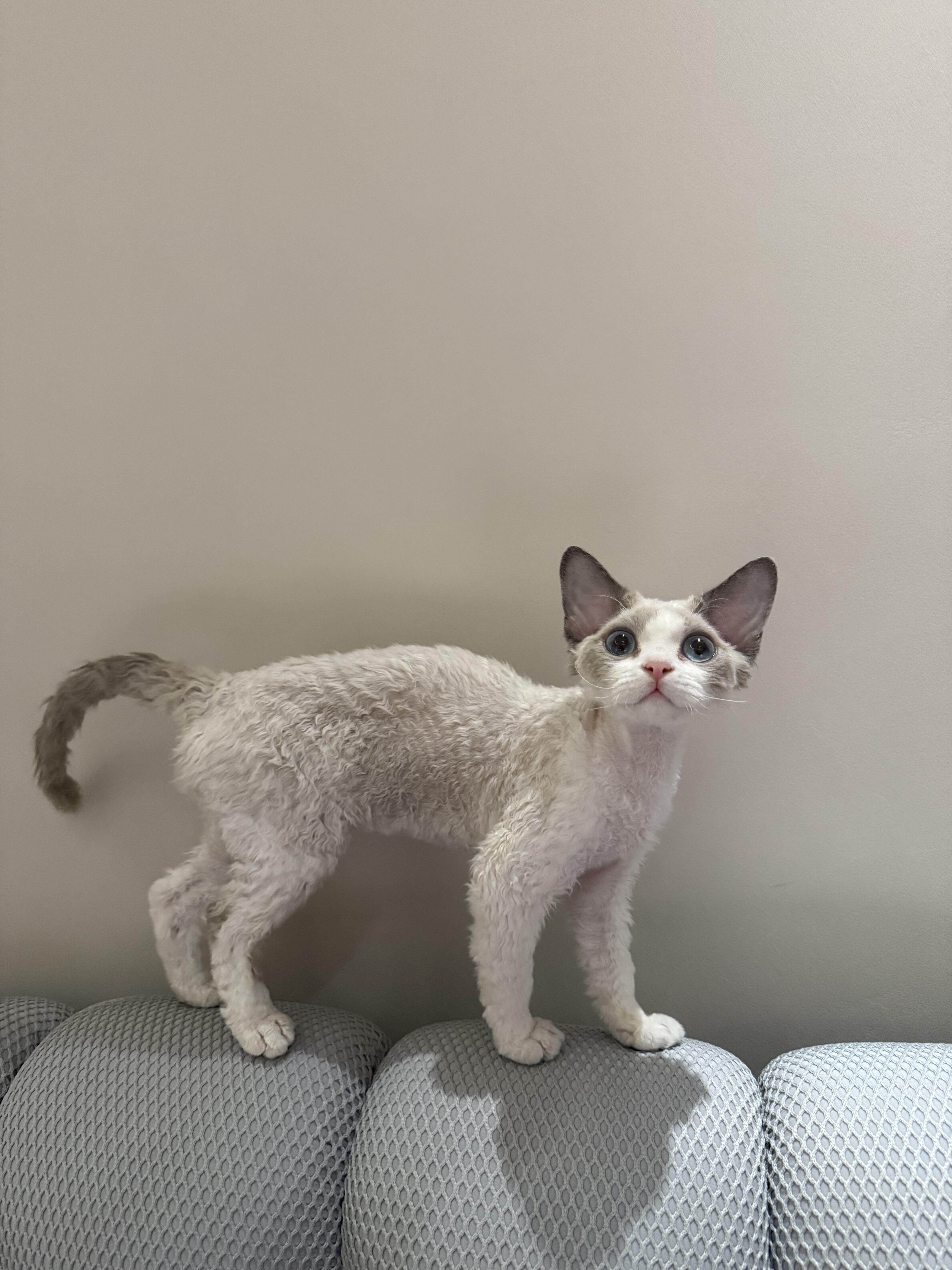 德文卷毛猫德文猫蓝白黑白虎斑加白纯白纯黑不掉毛长毛短毛