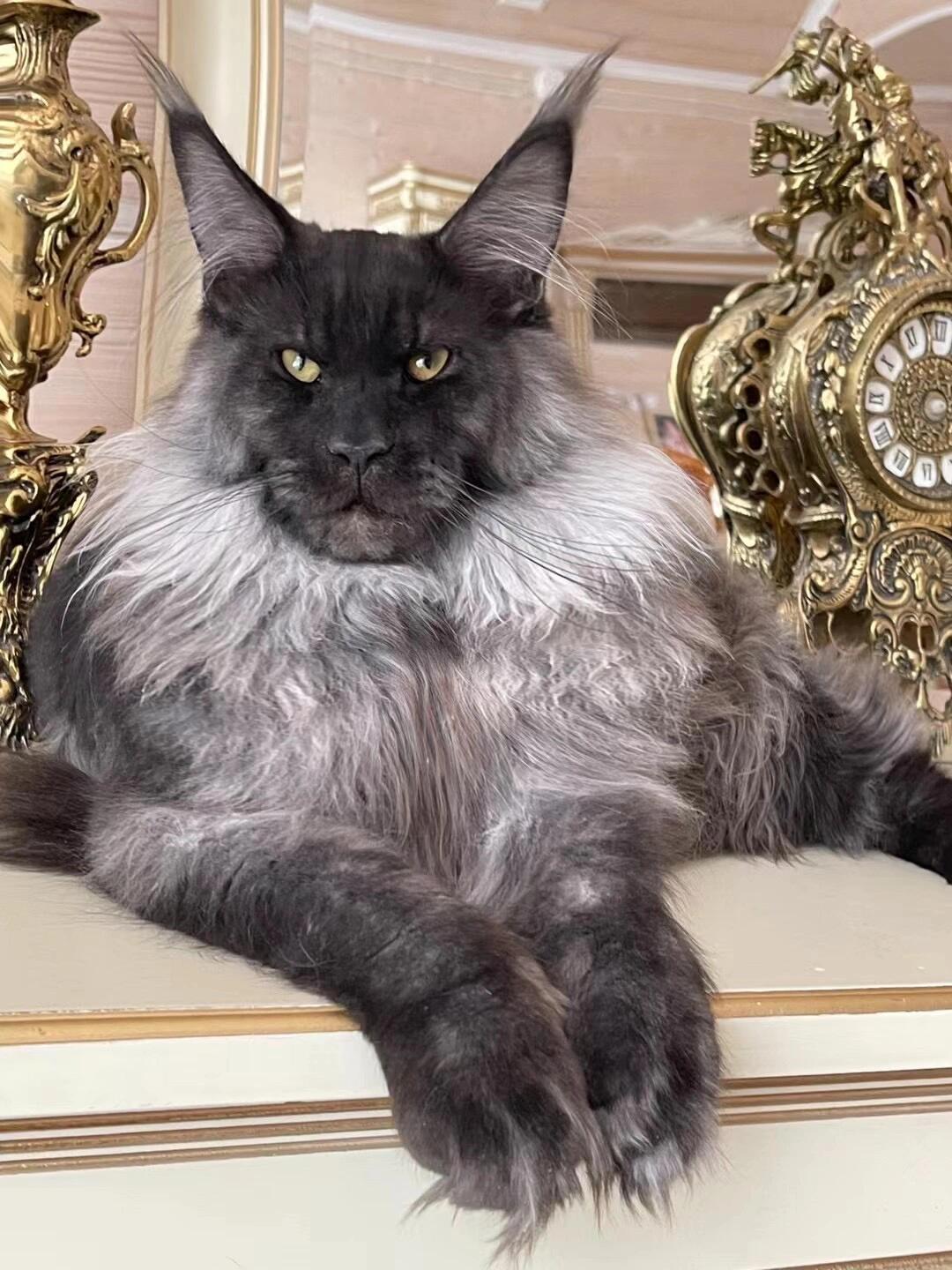 烟熏缅因猫幼猫纯种血统巨型霸气烟灰银虎斑长毛俄罗斯猫宠物幼崽