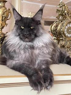 烟熏缅因猫幼猫纯种血统巨型霸气烟灰银虎斑长毛俄罗斯猫宠物幼崽