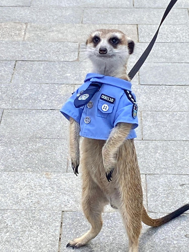 成年小细尾獴动物园活物宠物狐獴崽幼活体家养网红萌宠