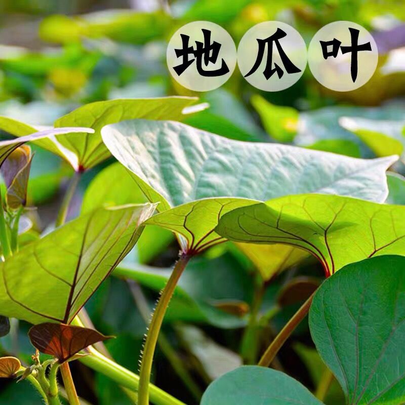 农产品食用地瓜叶新鲜蔬菜