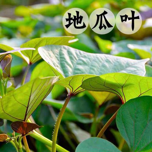 农产品食用地瓜叶新鲜蔬菜
