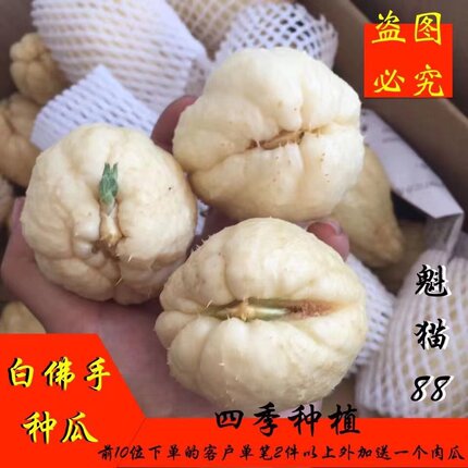 新鲜农家特色四季白玉佛手瓜带芽母瓜猪肉瓜长寿瓜刺瓜北瓜现货