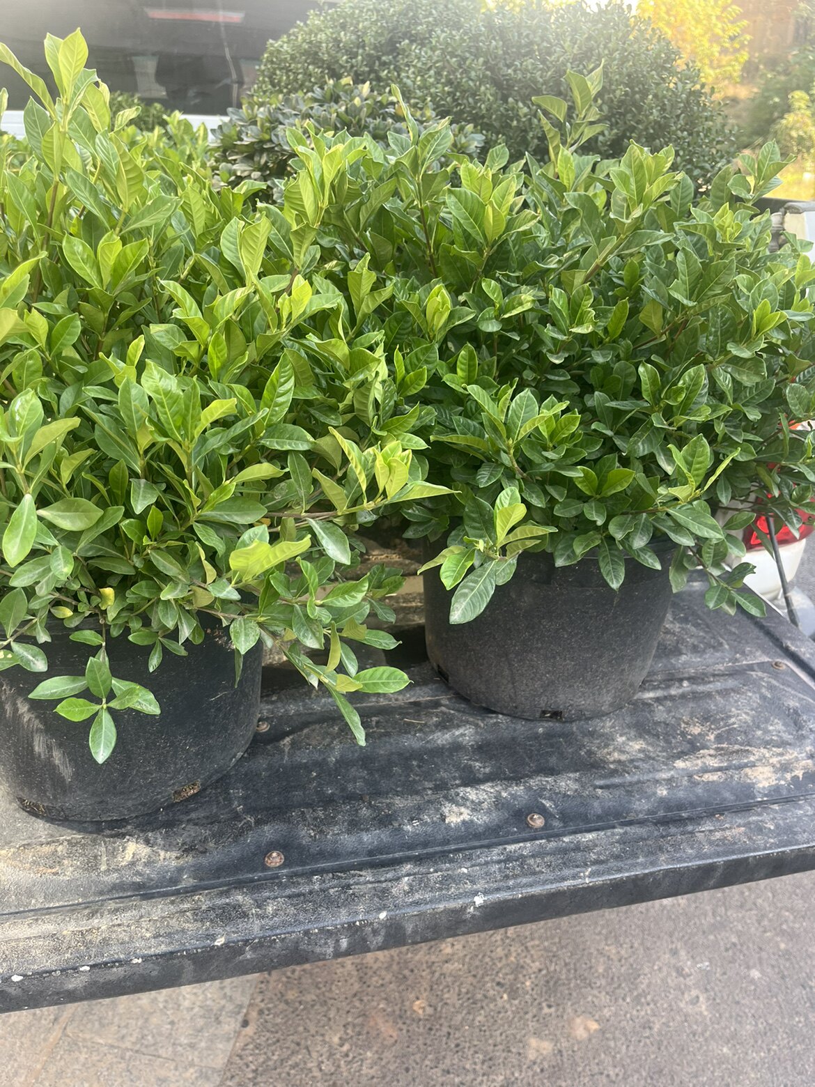 耐寒耐嗮鲜花开花庭院植物栀子花球