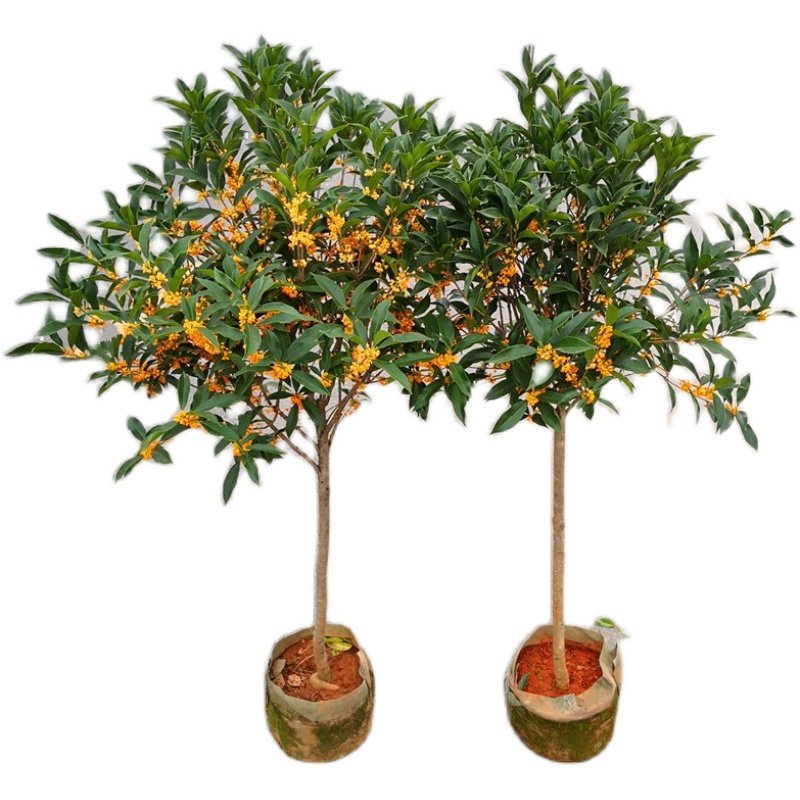 翼马农业红桂花盆栽八月桂金桂银桂丹桂状元红庭院绿植