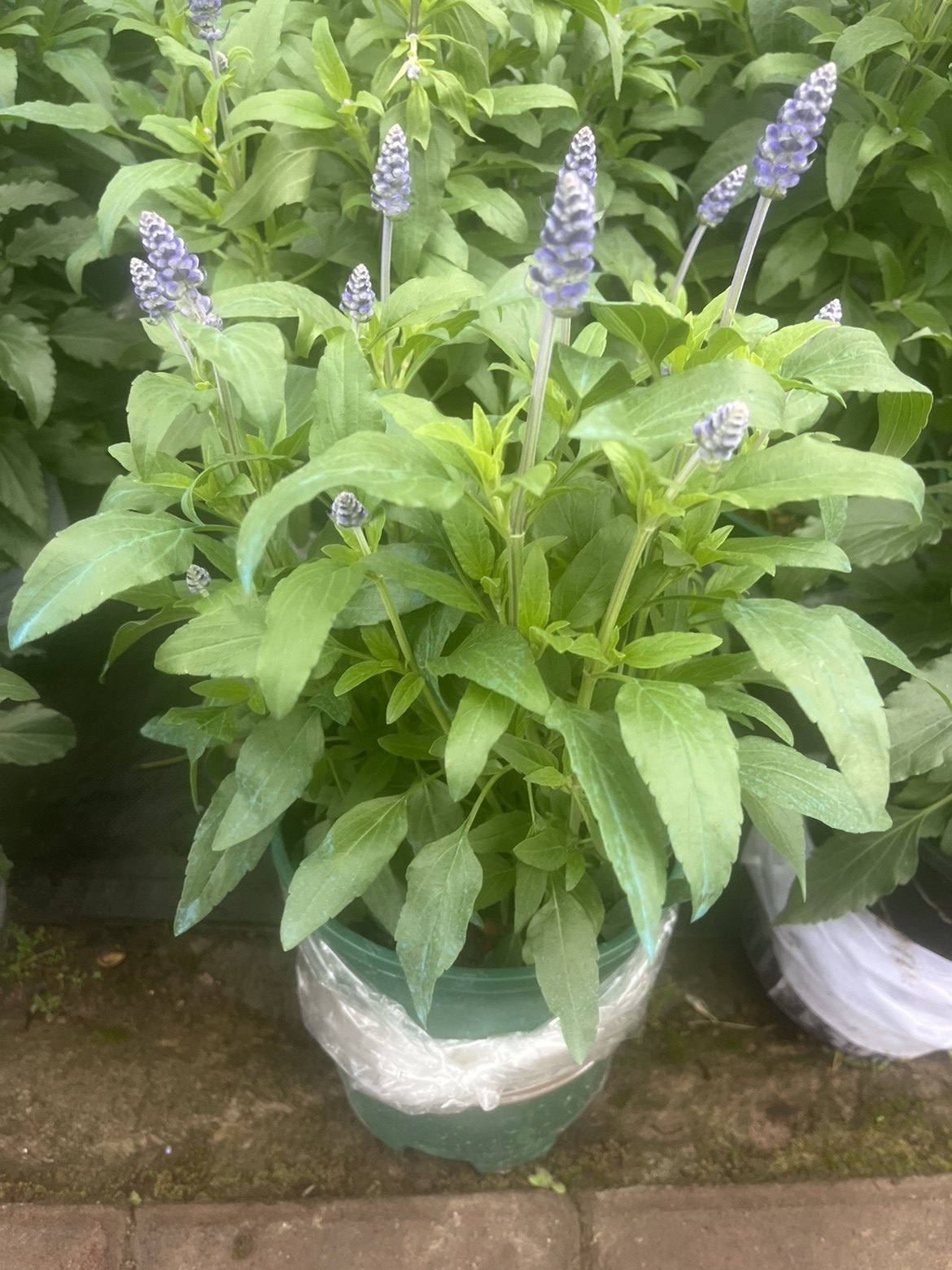 花镜搭配植物鲜花开花植物紫色紫花鼠尾草盆栽