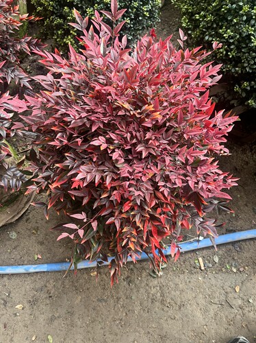 耐寒耐嗮球形植物四季常青南天竹