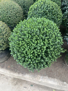 完美冬青球庭院别墅花境常绿植物完美冬青球形植物