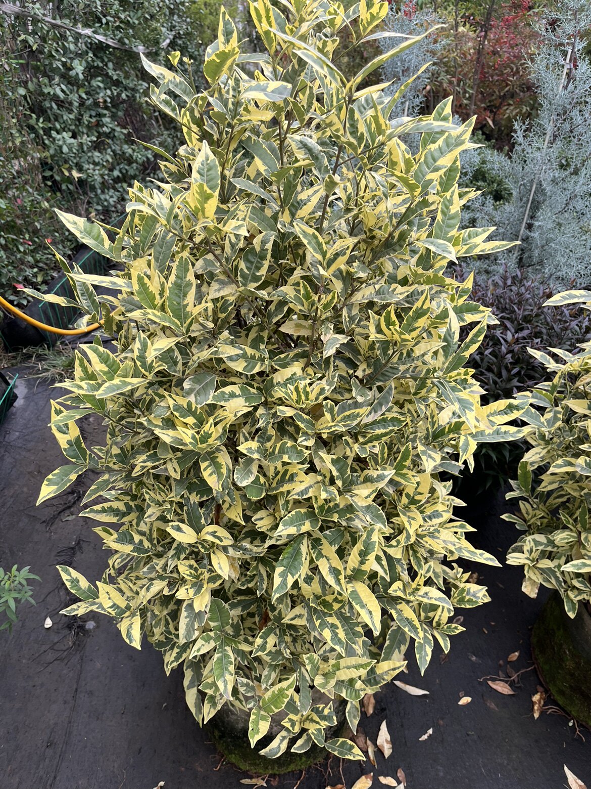 耐寒植物小美庭院绿化花镜栀子花花叶栀子