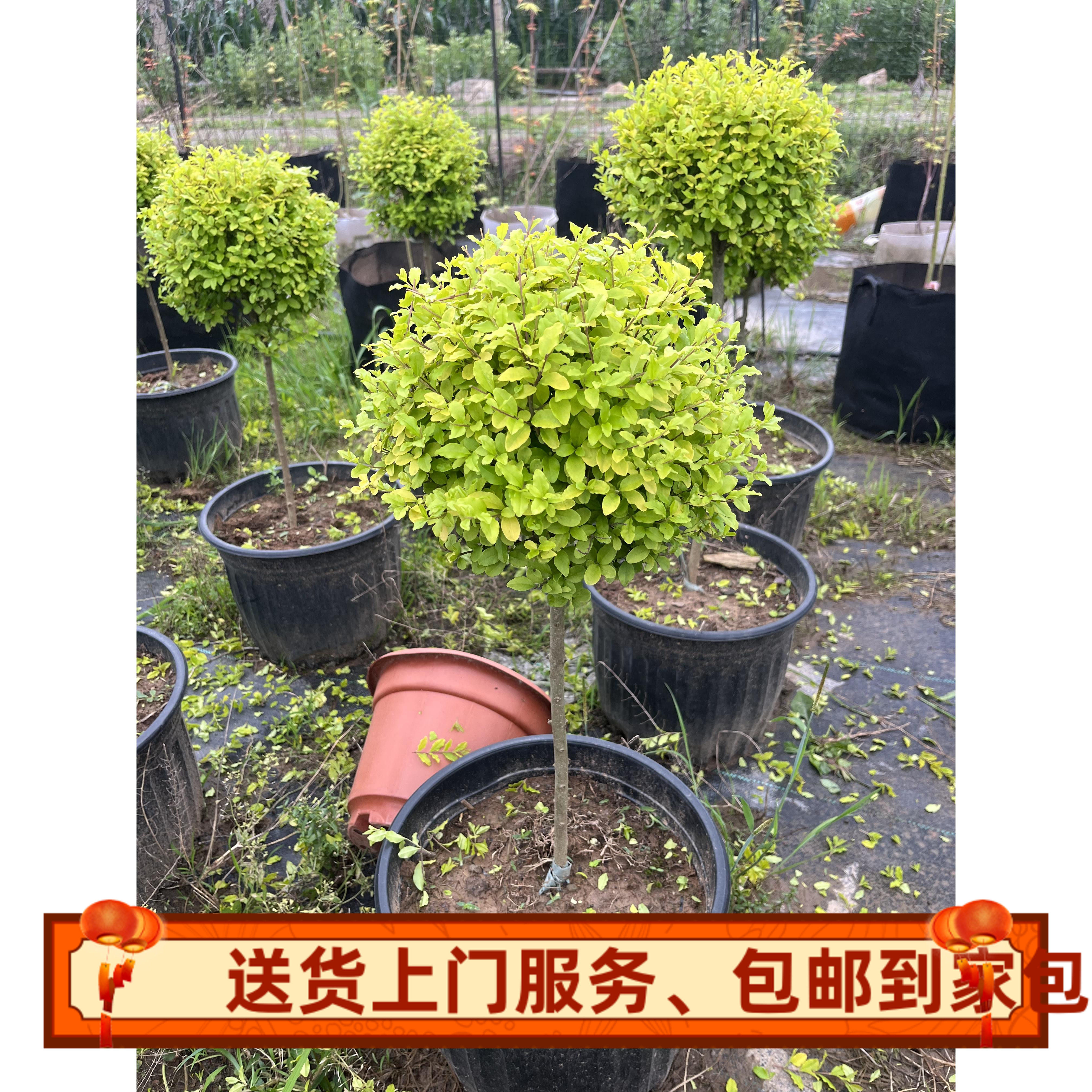 耐寒耐嗮植物棒棒糖球形亮晶女贞棒棒糖金叶女贞植物