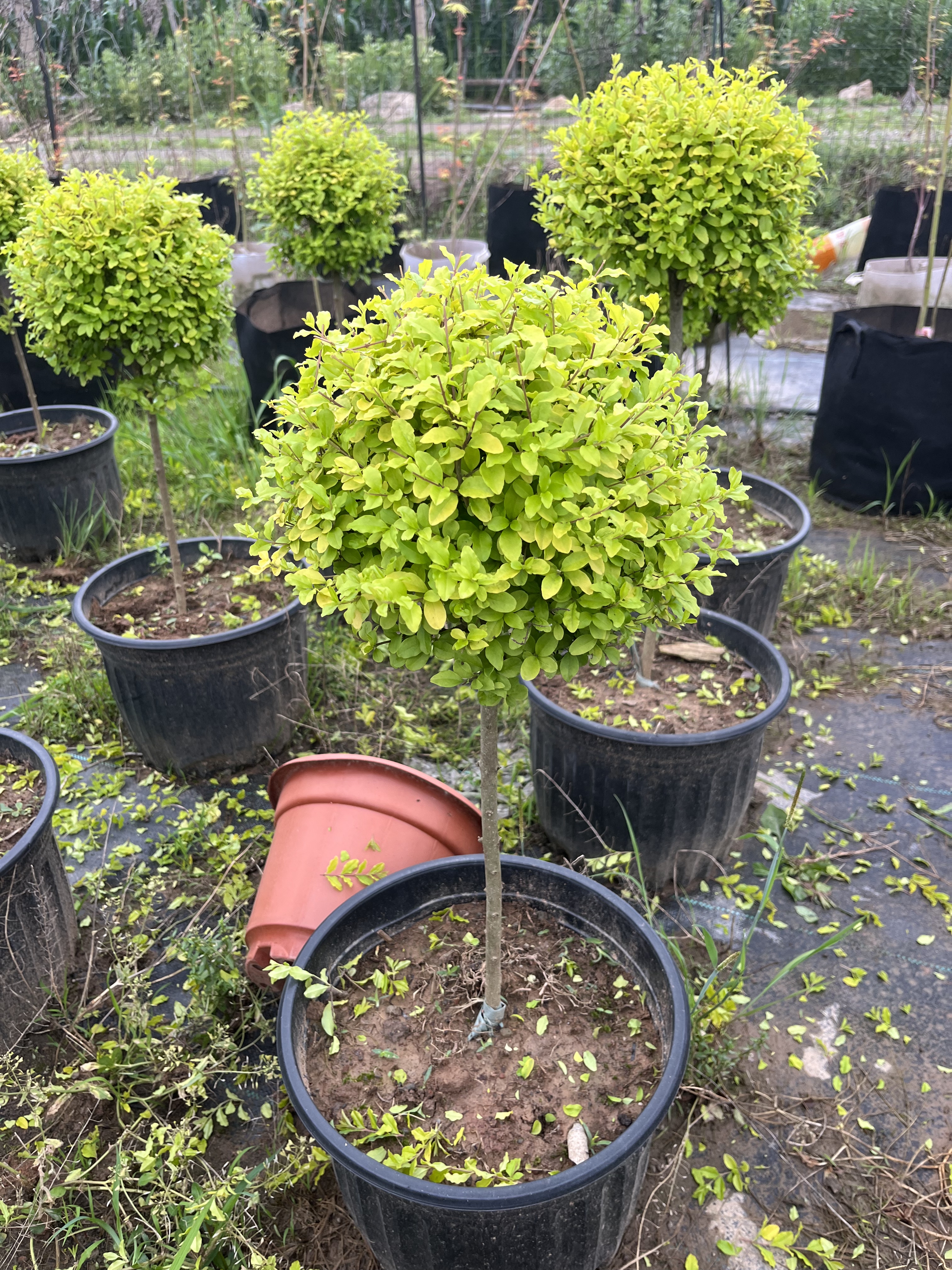 耐寒耐嗮植物棒棒糖球形亮晶女贞棒棒糖金叶女贞植物